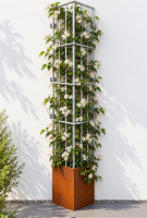 /album/draadrek-corner/hpg-klimplant-draadrek-corner-6-jpg/